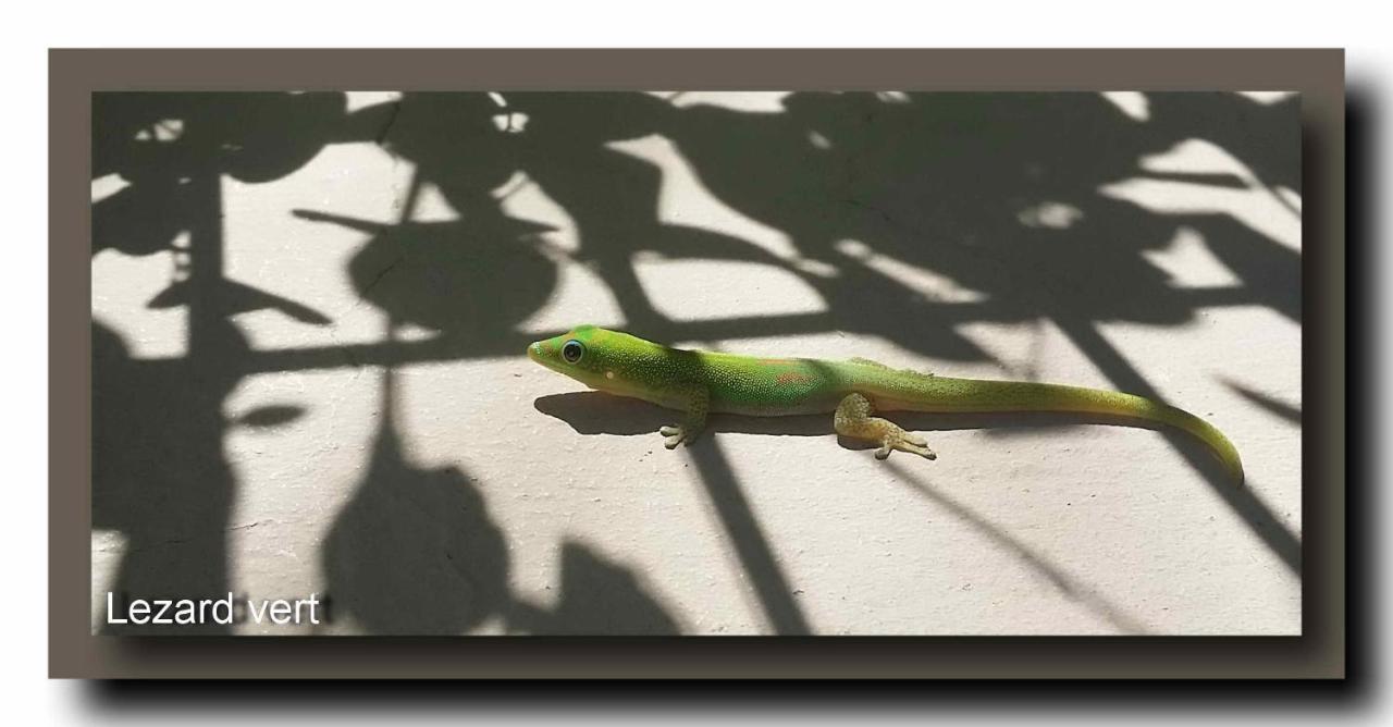 Le Gecko Vert Manapany-les Bains Екстер'єр фото